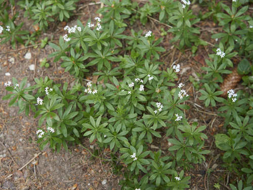 Sweet woodruff (Galium odoratum)