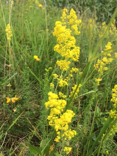 Yellow Spring bedstraw (Galium verum)