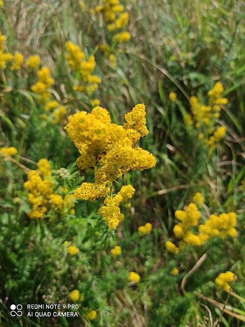Yellow Spring bedstraw: Lady's Bedstraw