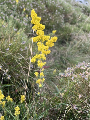 Yellow Spring bedstraw (Galium verum)