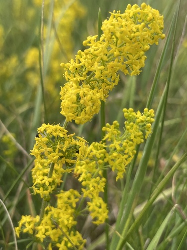 Yellow Spring bedstraw (Galium verum)