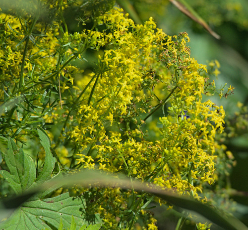 Yellow Spring bedstraw (Galium verum)