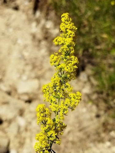 Yellow Spring bedstraw