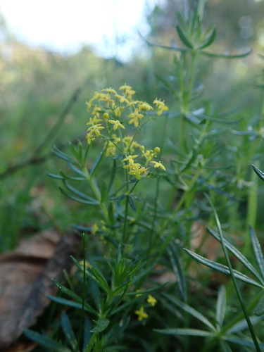 Yellow Spring bedstraw (Galium verum)