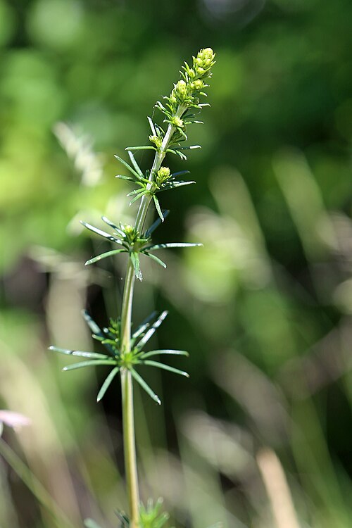 Yellow Spring bedstraw: The lady´s bedstrow (Galium verum), a tendril with a growth height of up to 70 centimeters. The real bedstraw was formerly used for cheese production as a renne