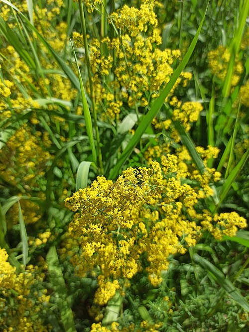 Yellow Spring bedstraw: Lady's Bedstraw