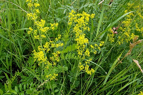 Yellow Spring bedstraw: Lady's Bedstraw