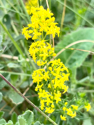 Yellow Spring bedstraw (Galium verum)