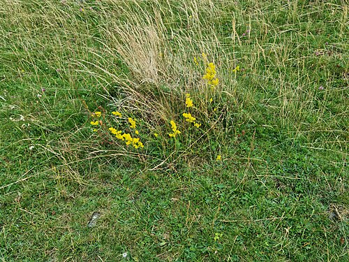 Yellow Spring bedstraw: Echtes Leinkraut ( Galium verum ) bei den Helfensteinen
