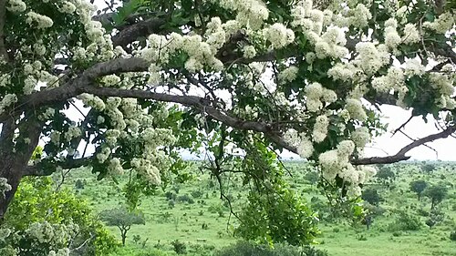 Galpinia transvaalica: Galpinia transvaalica - Kruger Park near Mlondozi, South Africa