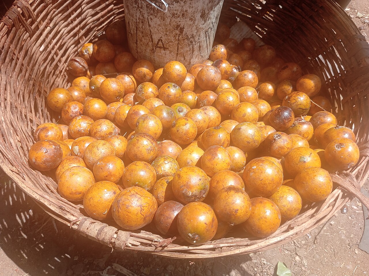 African star apple: White Star Apple (Gambeya Albida) at Barkin Dogo Market, Kaduna North