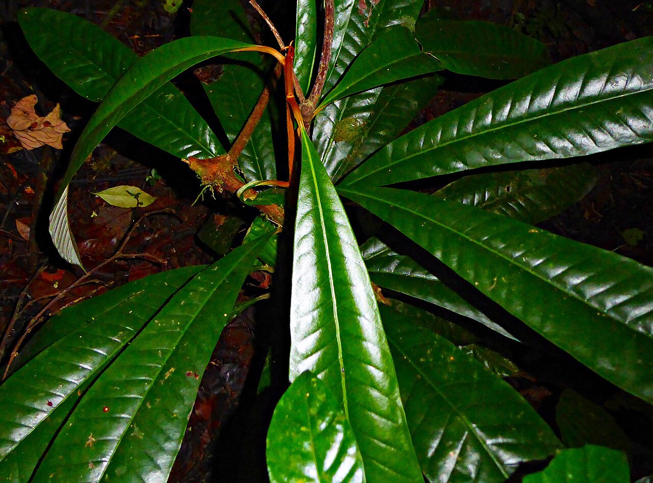 African star apple: Gambeya africana. Species of plant.