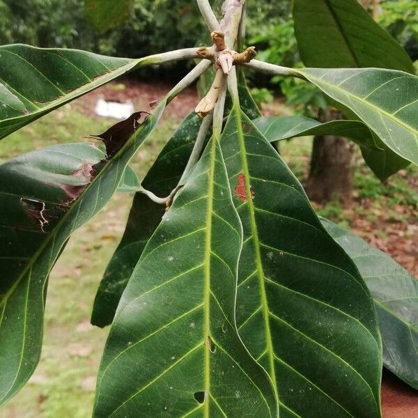 Gambeya lacourtiana (Gambeya lacourtiana)