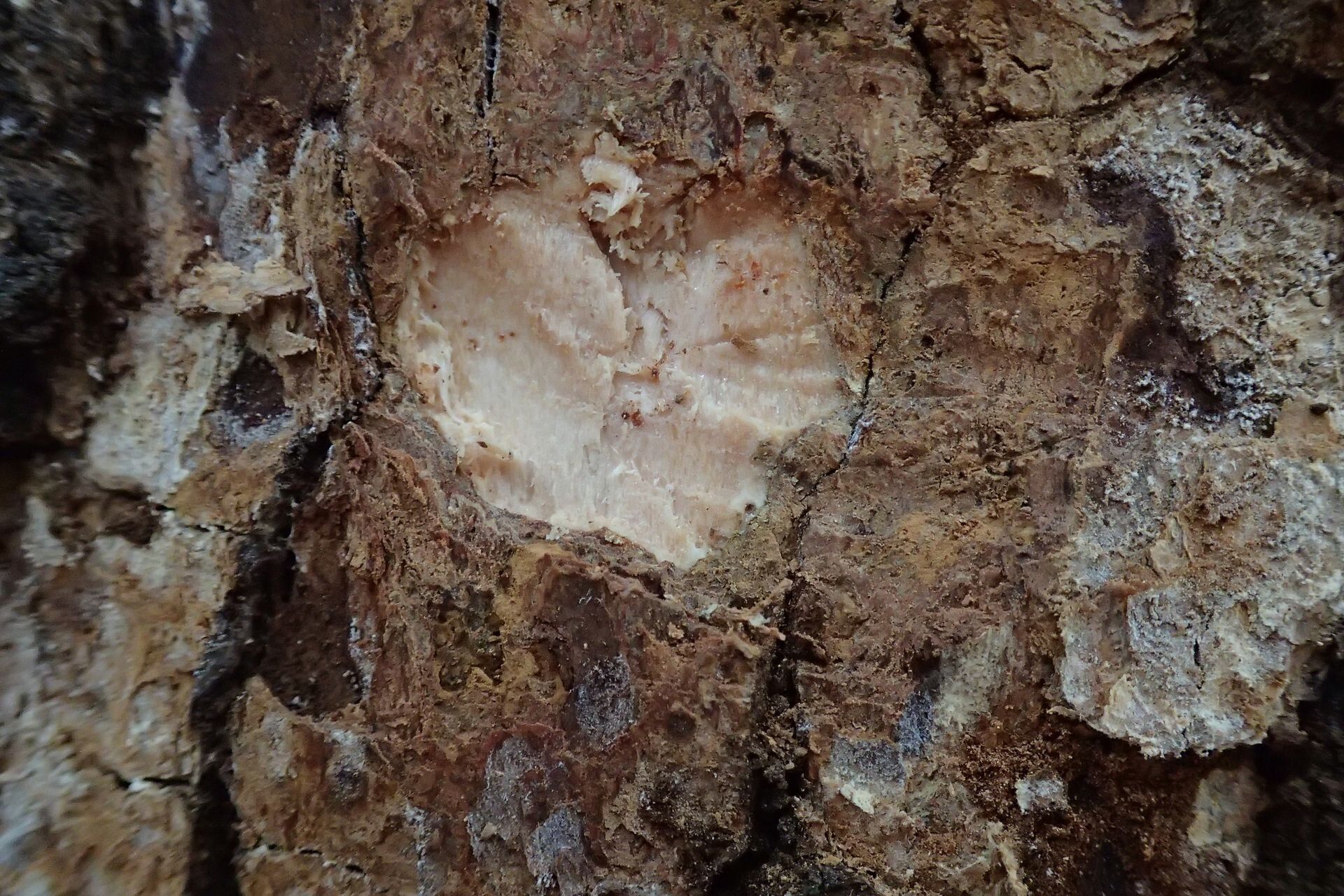 Garcinia balansae (Garcinia balansae)