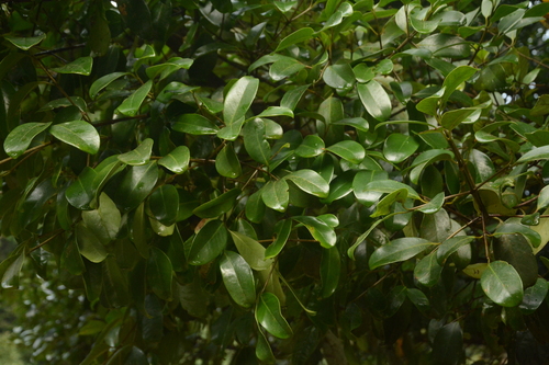Garcinia gummi-gutta (Garcinia gummi-gutta)