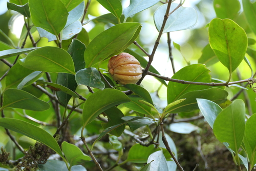 Garcinia gummi-gutta (Garcinia gummi-gutta)
