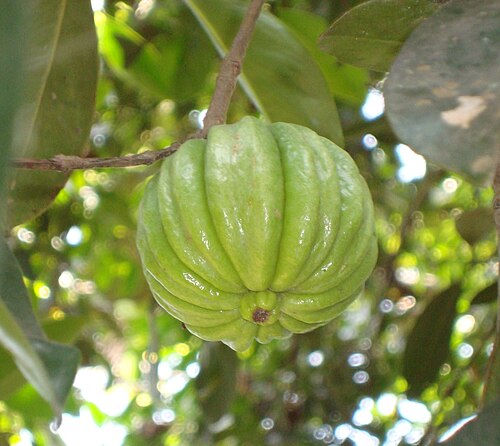 Garcinia gummi-gutta: കുടപ്പുളി