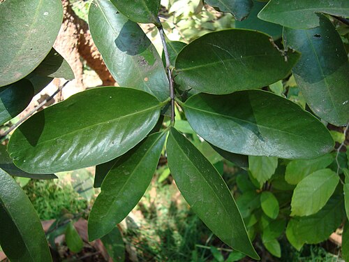 Garcinia gummi-gutta: Garcinia gummi-gutta in Thrissur, Kerala, India