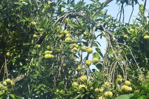Garcinia gummi-gutta (Garcinia gummi-gutta)
