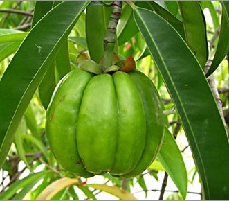 Garcinia gummi-gutta: El fruto que crece del Arbol Garcinia en Asia