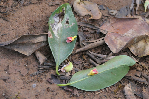 Garcinia gummi-gutta (Garcinia gummi-gutta)