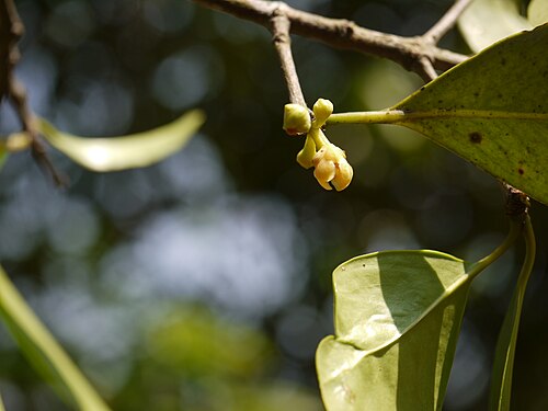 Garcinia gummi-gutta: Garcinia gummi-gutta