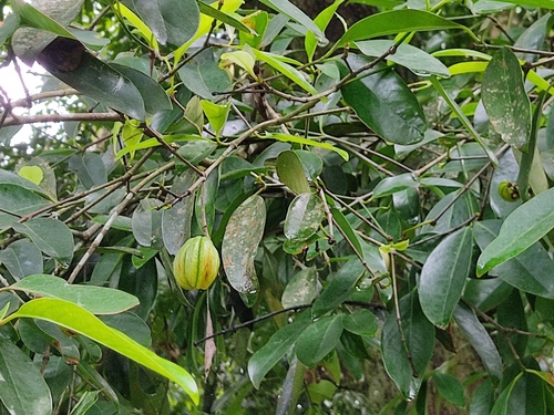Garcinia gummi-gutta (Garcinia gummi-gutta)