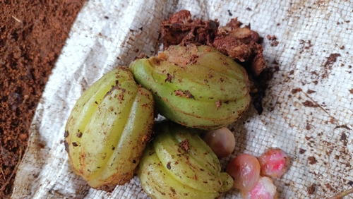 Garcinia gummi-gutta (Garcinia gummi-gutta)