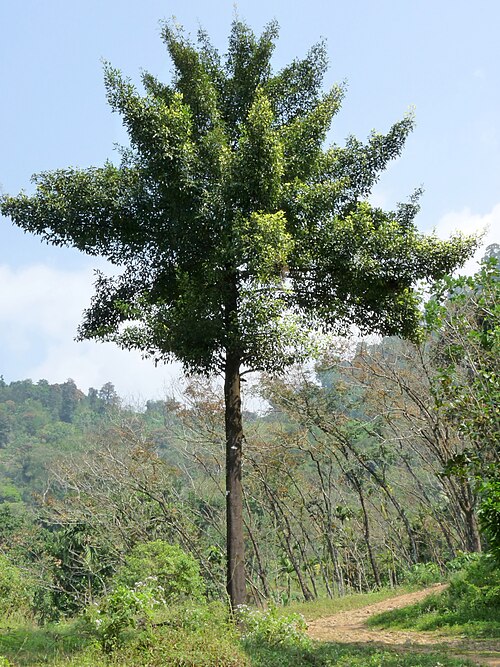 Garcinia gummi-gutta: Garcinia gummi-gutta is a tropical species of Garcinia native to Indonesia . Common names include Garcinia cambogia (a former scientific name), as well as Gambo