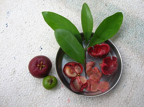 Garcinia: _indica Garcinia indica