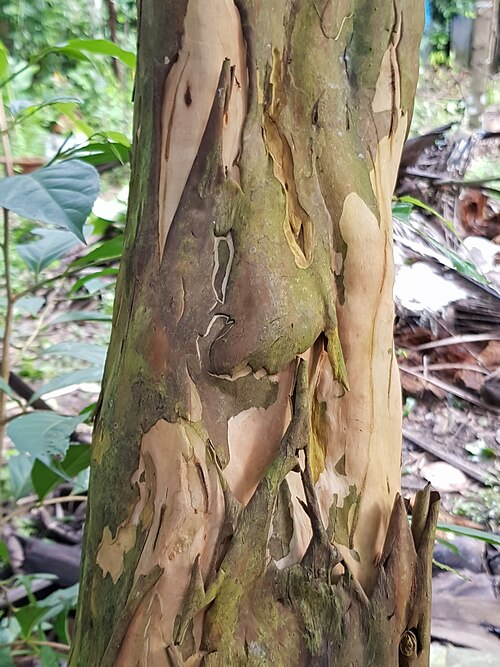 Garcinia: the flaking bark of G. Cambodia in kerala