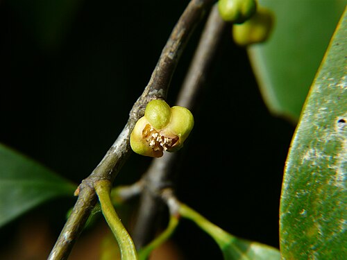 Garcinia: Clusiaceae (garcinia family) » Garcinia indica gar-SIN-ee-uh -- named for Laurent Garcen, French botanist who was active in India IN-dih-kuh or in-DEE-kuh -- of