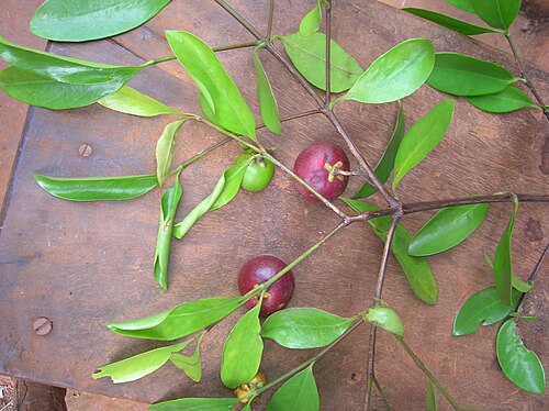 Garcinia: _indica Garcinia indica