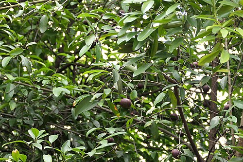 Garcinia: Indian Gamboge ( Garcinia indica ) in India