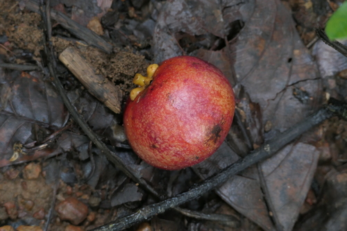 Garcinia (Garcinia indica)