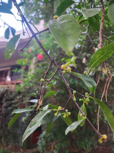Garcinia (Garcinia indica)