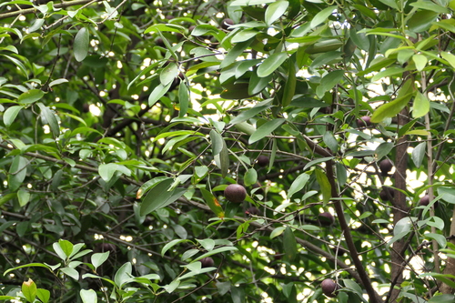 Garcinia (Garcinia indica)