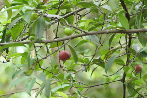 Garcinia (Garcinia indica)