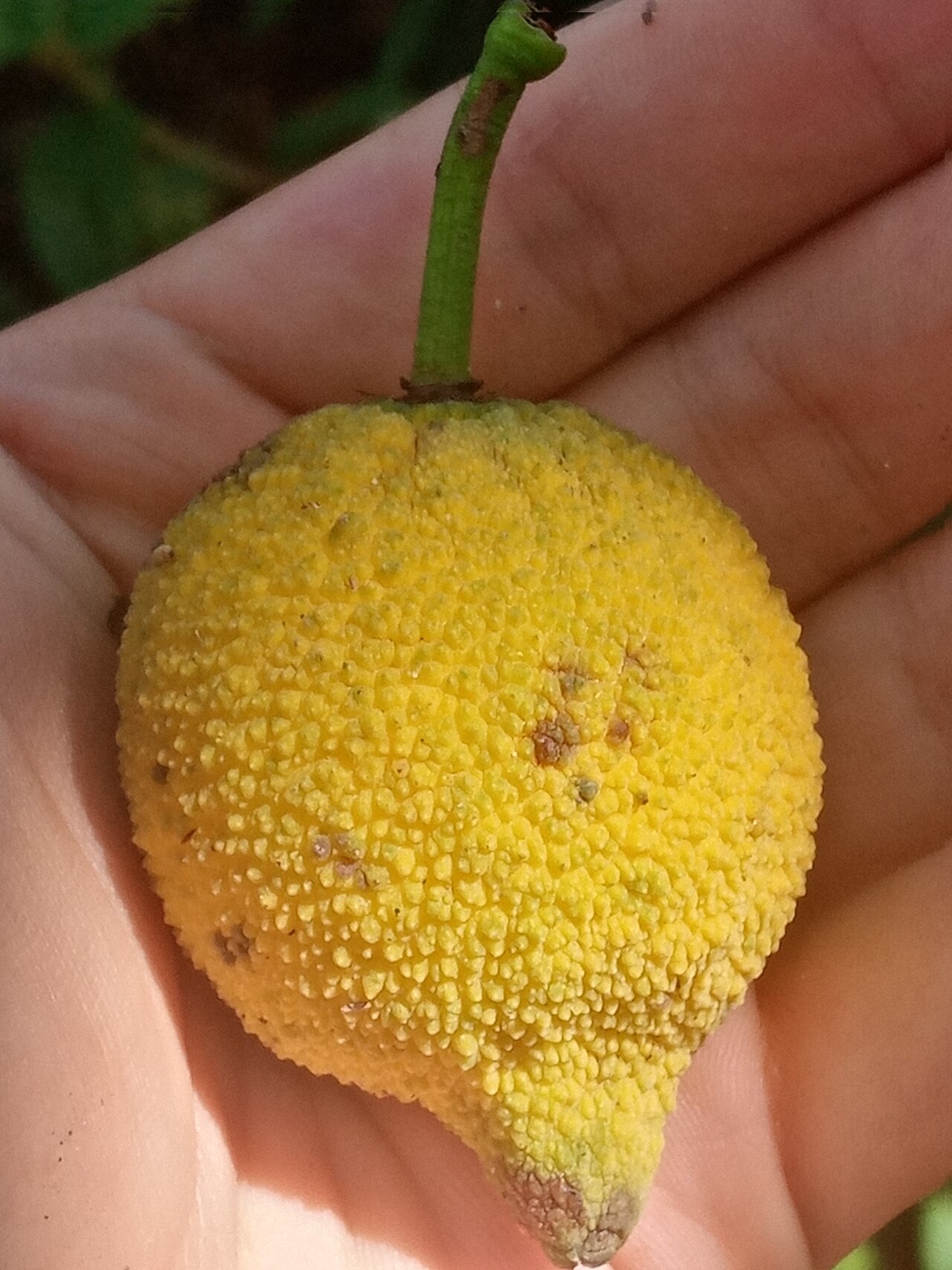 Lemon drop mangosteen: Charichuela ( Garcinia madruno ) in Colombia