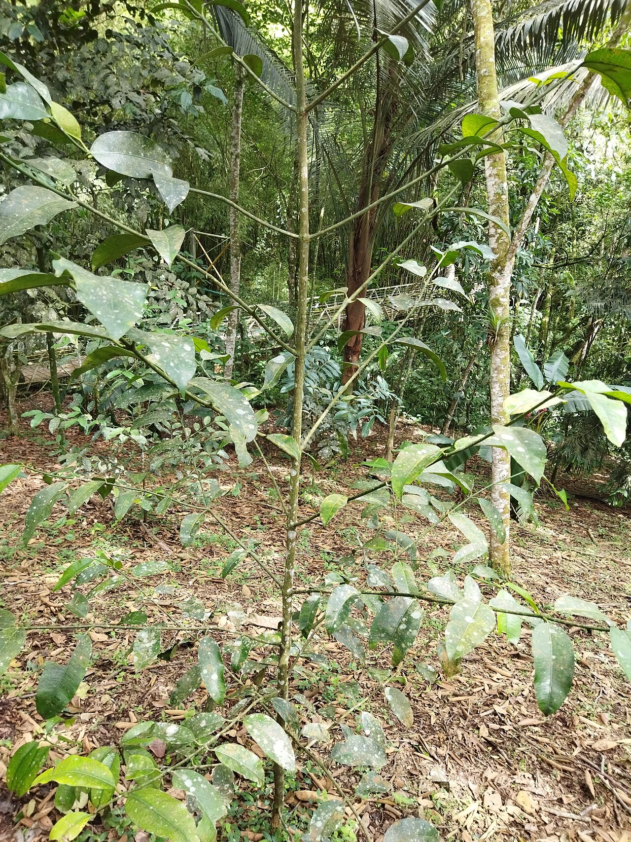 Lemon drop mangosteen: Charichuela ( Garcinia madruno ) in Colombia