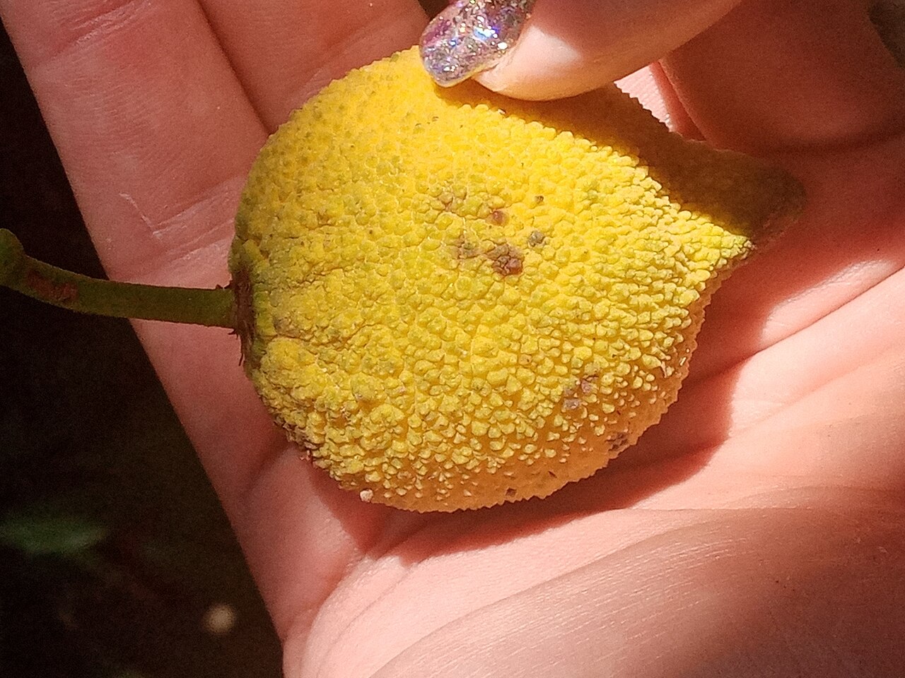 Lemon drop mangosteen: Charichuela ( Garcinia madruno ) in Colombia