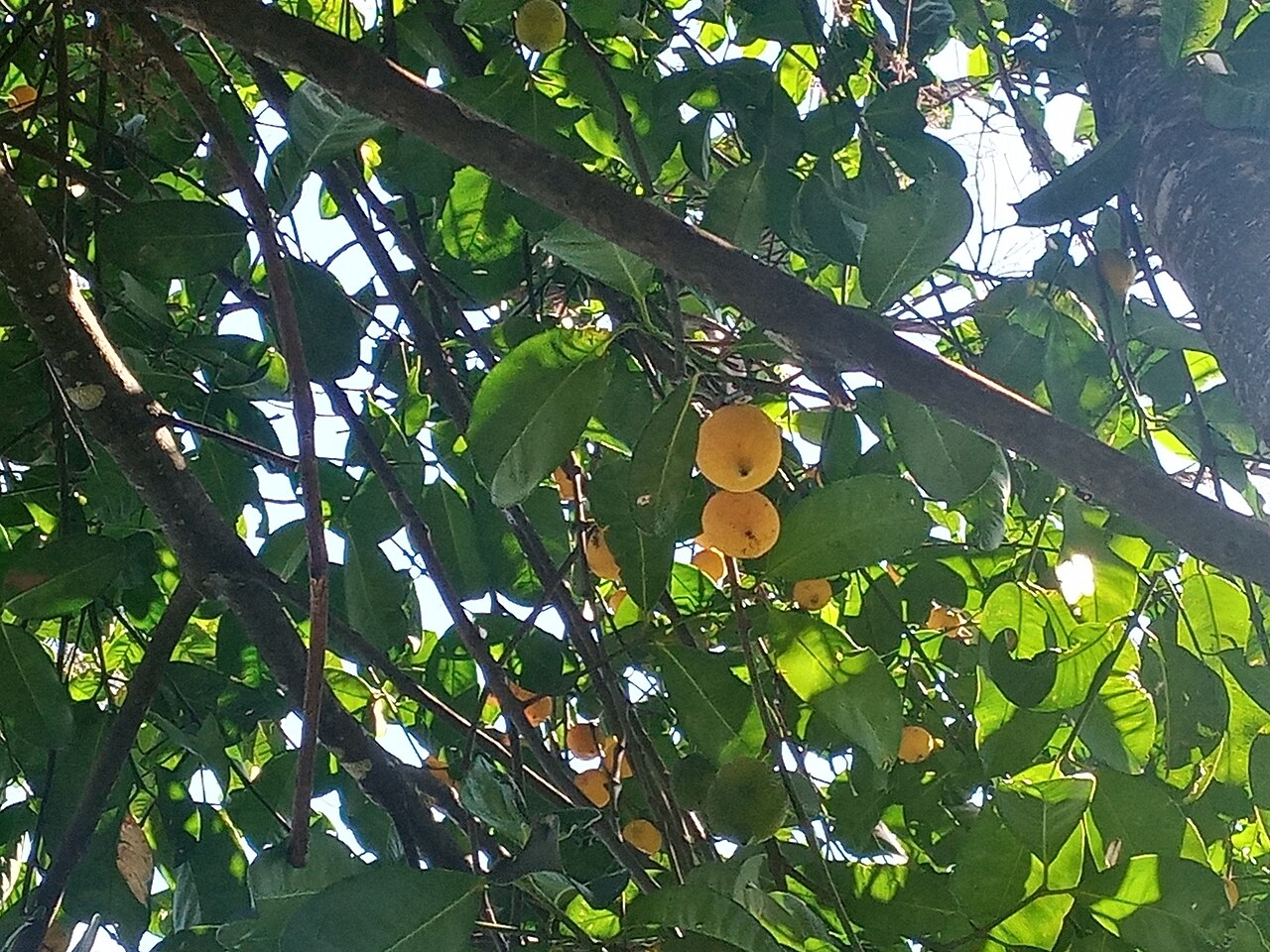 Lemon drop mangosteen: Charichuela ( Garcinia madruno ) in Colombia