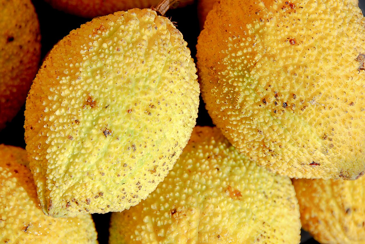Lemon drop mangosteen: Charichuela ( Garcinia madruno ) in Brazil
