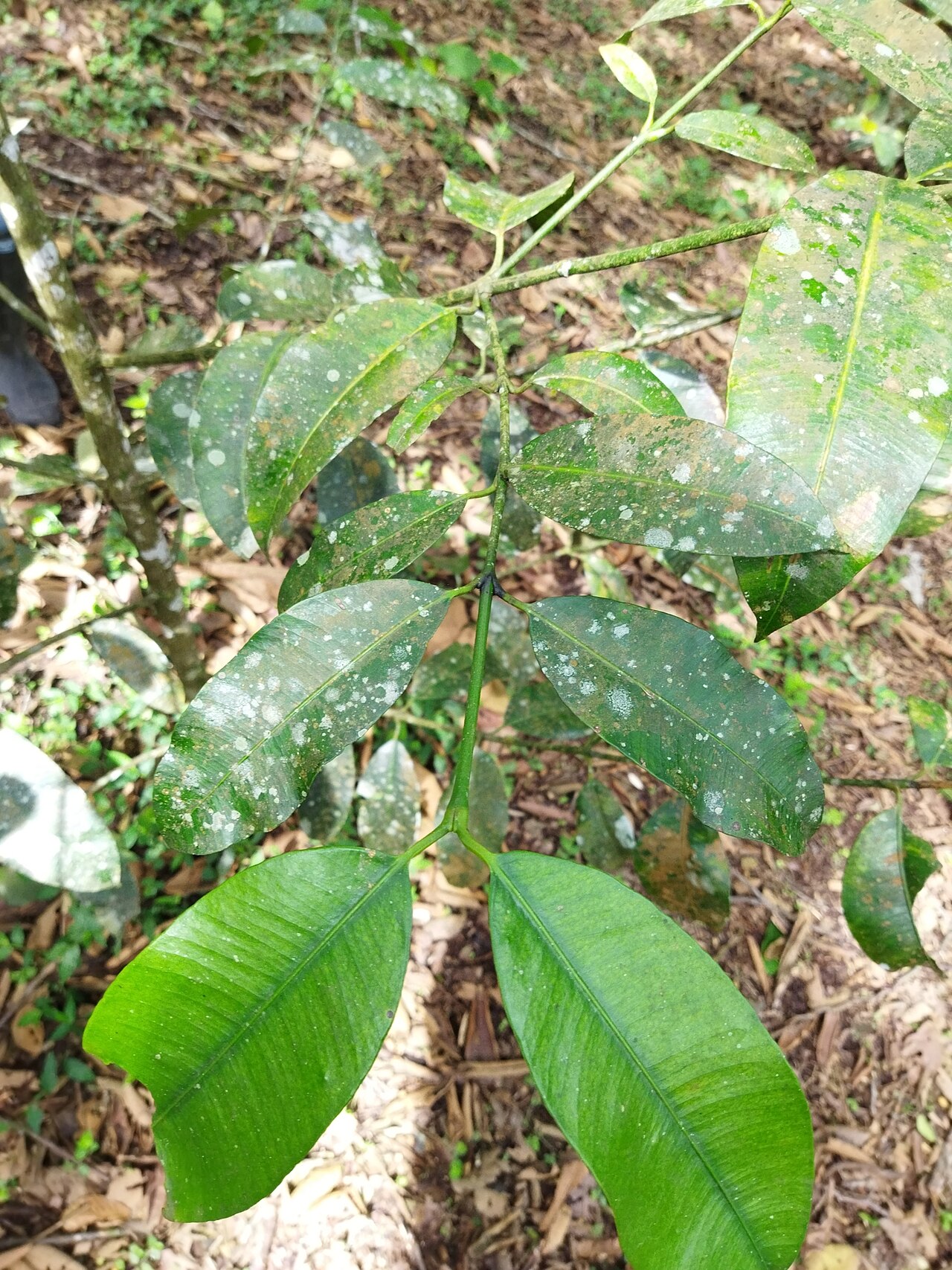 Lemon drop mangosteen: Charichuela ( Garcinia madruno ) in Colombia