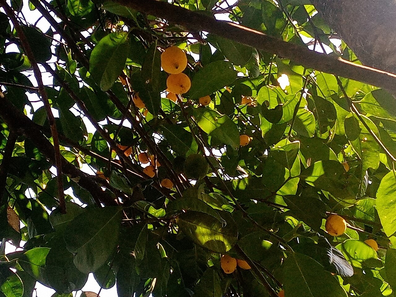 Lemon drop mangosteen: Charichuela ( Garcinia madruno ) in Colombia