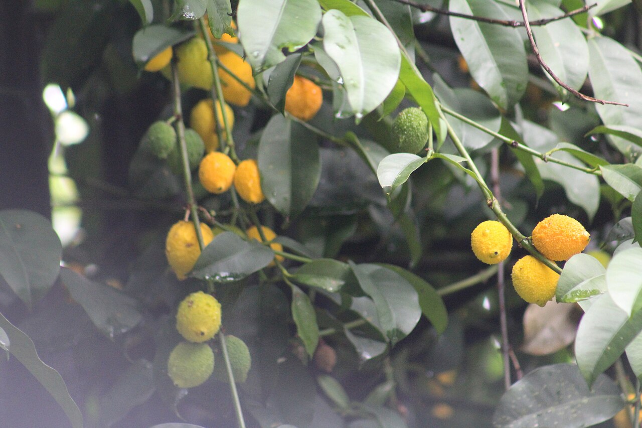 Lemon drop mangosteen: Charichuela ( Garcinia madruno ) in Colombia