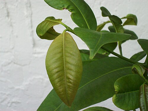 Lemon drop mangosteen: Garcinia madruno