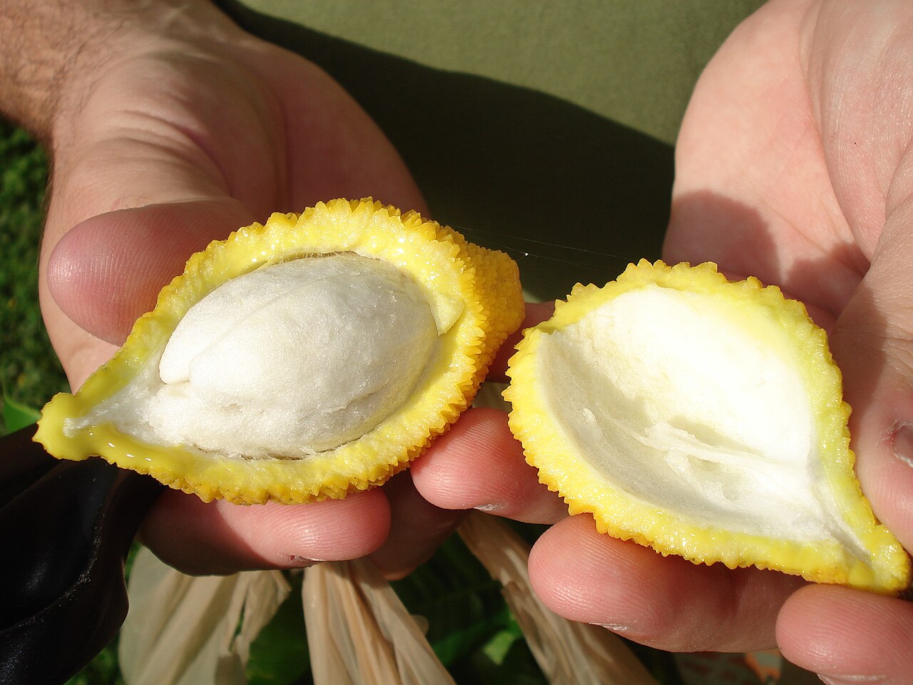 Lemon drop mangosteen: Garcinia madruno . Picture was taken by Chris Hind at Bill Whitman's house in Miami Beach