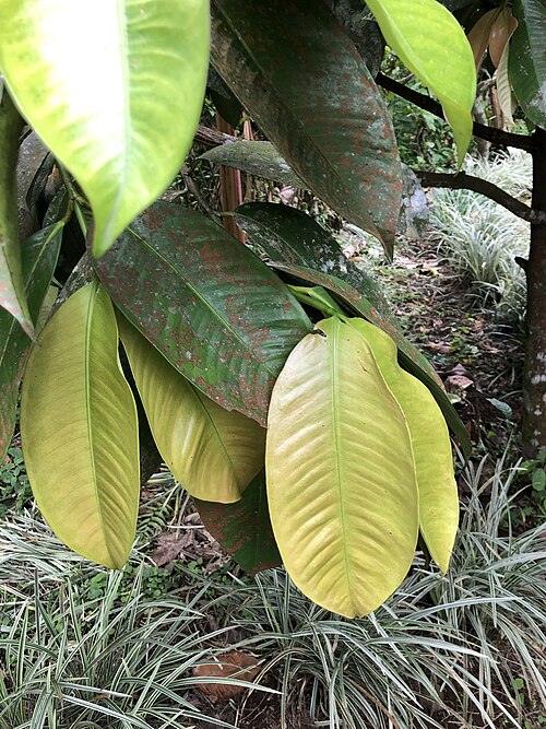 Mangostan: Mangosteen ( Garcinia mangostana ) in Ecuador