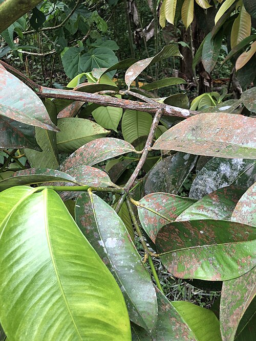 Mangostan: Mangosteen ( Garcinia mangostana ) in Ecuador